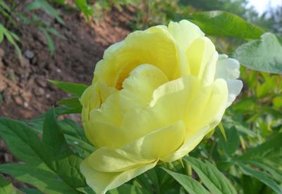 大王園藝 一株百年牡丹王，訴說(shuō)國(guó)色天香的時(shí)代風(fēng)華