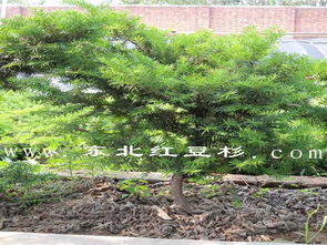 東北紅豆杉保定培育基地苗木47號樹木種植與經營