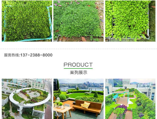 黃金佛甲草的市場價格、種植與應用——以創晟環保為例