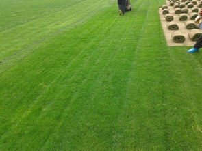 遼陽綠化新篇章 草坪種植、苗木基地與樹木種植經營全解析