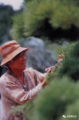 從接待過領(lǐng)導(dǎo)人的盆景園，看一個農(nóng)夫的產(chǎn)業(yè)生命旅程